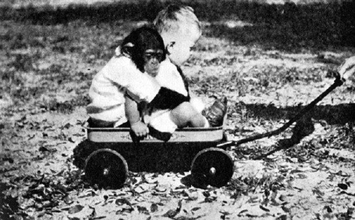 Ce se întâmplă când crești un pui de cimpanzeu și un bebeluș în același timp? Experimentul Gua