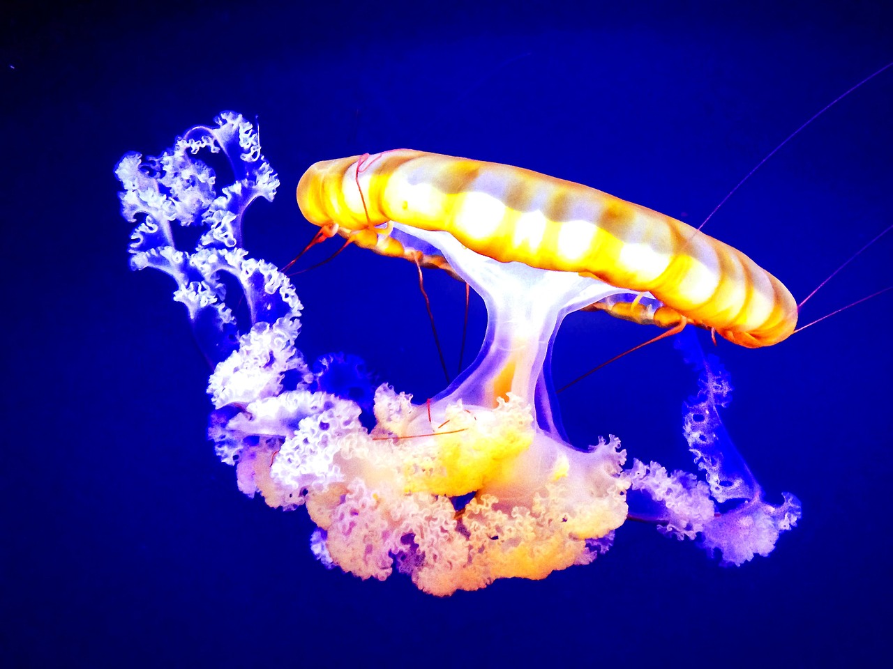 Meduza „răsturnată” poate înțepa oamenii fără să-i atingă