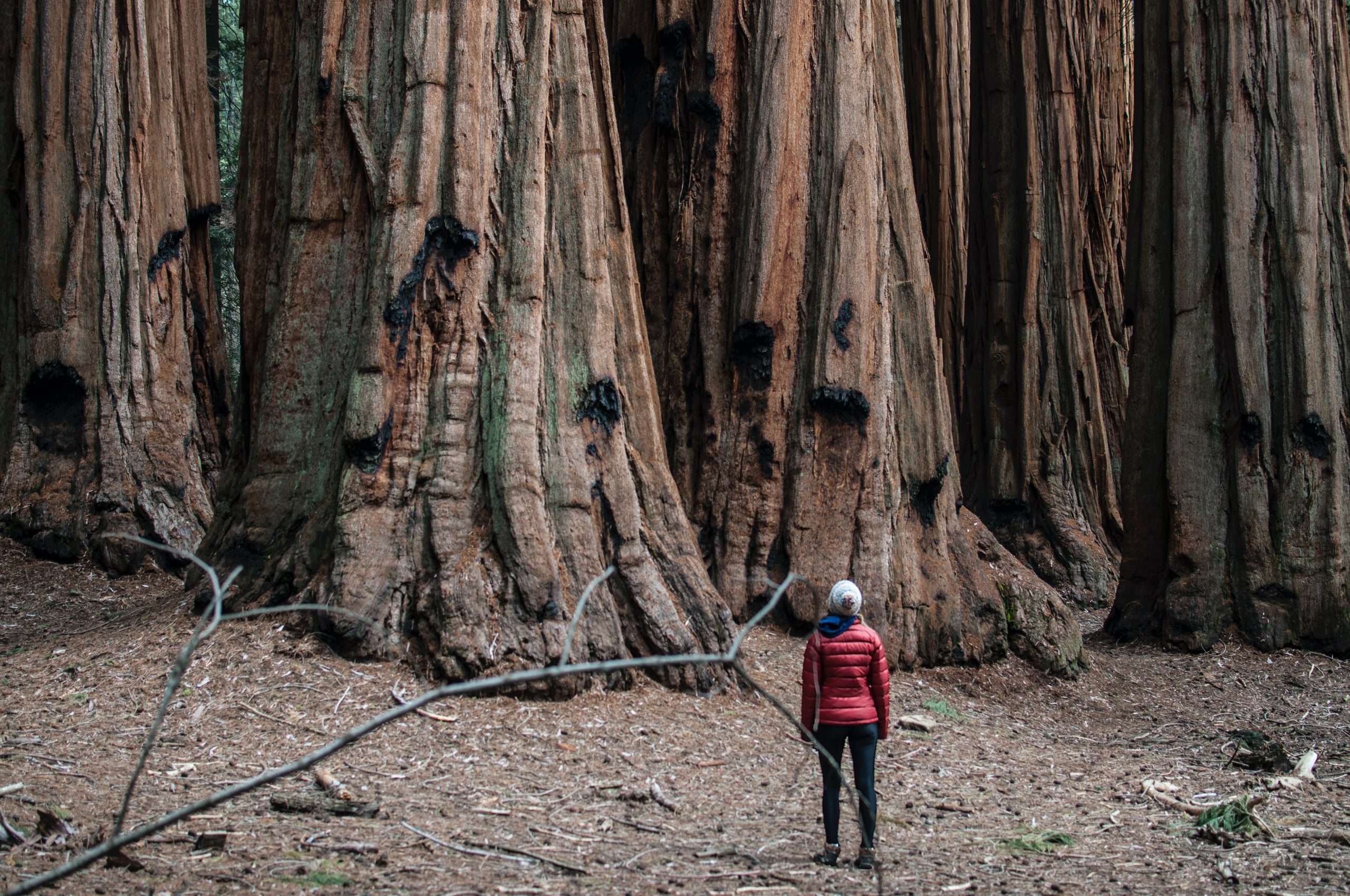 Curiozități despre copaci, unii dintre cei mai mari istorici ai planetei