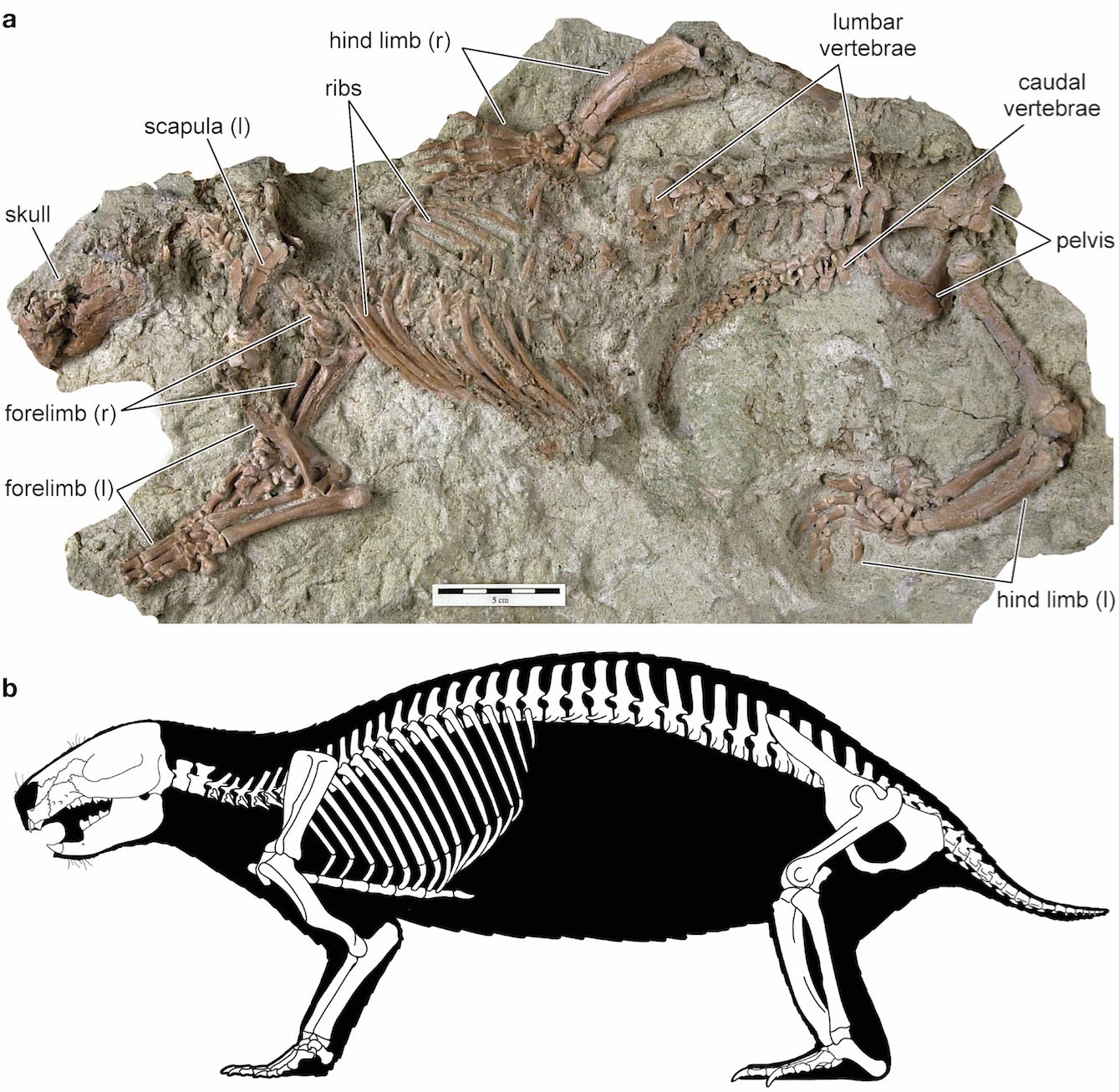 „Fiara nebună”, o fosilă veche de 66 de milioane de ani din era dinozaurilor